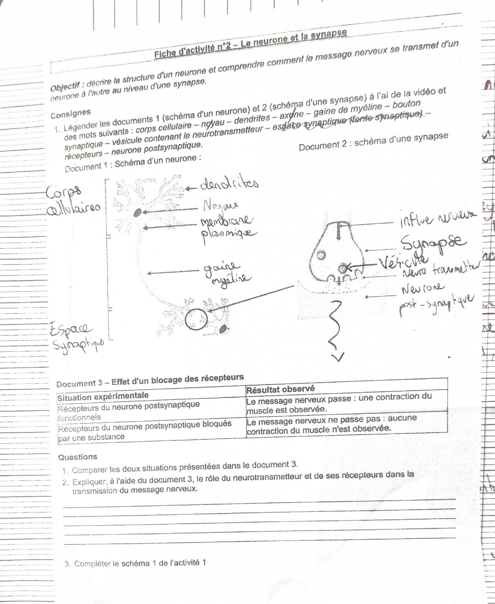 Fiche d’activité 2 : schémas légendés d’un neurone et d’une synapse